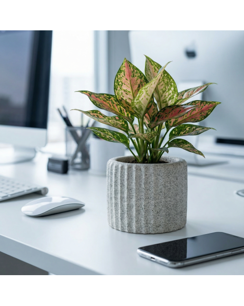 Decomini ARDILIA — El Yapımı Hafif Beton Saksı