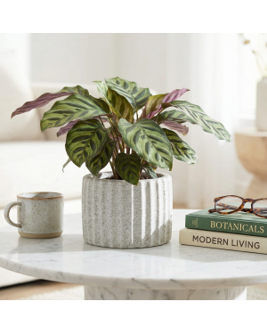 Decomini ARDILIA — El Yapımı Hafif Beton Saksı