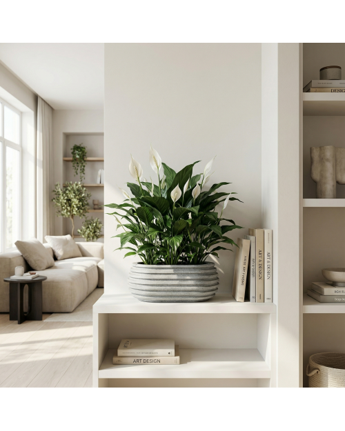 Decomini ORBIT | El Yapımı Oval Hafif Beton Saksı